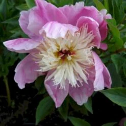 Silkepæon 'Bowl Of Beauty' Paeonia Lactiflora 'Bowl Of Beauty' 3,0 Liter Potte -Sirius Butik p2539 47931 paeonia lactiflora bowl of beauty e621