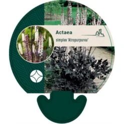 Sølvlys Actaea Simplex 'Purpurea' Bakke Med 12 Stk.