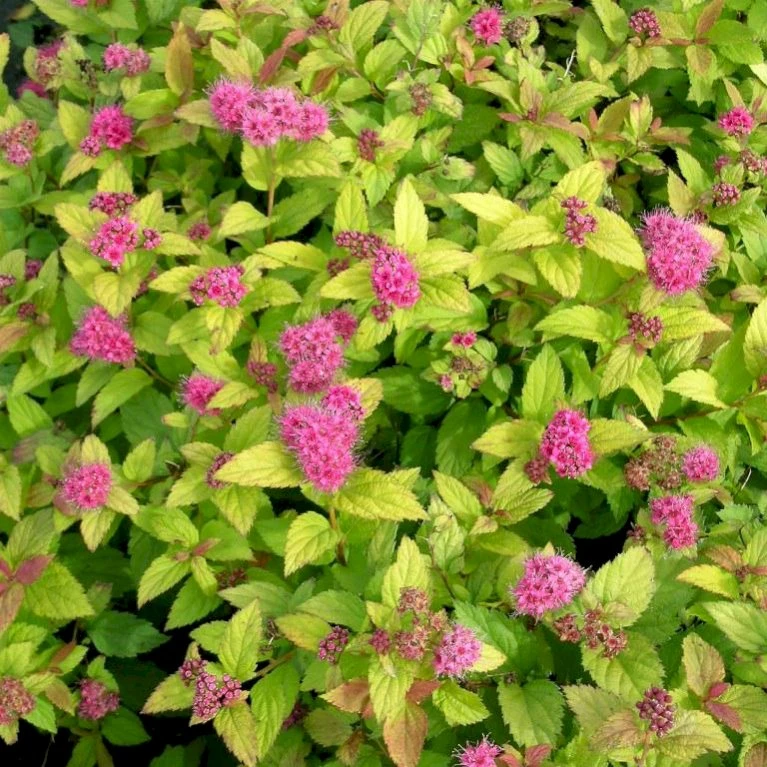 Spiræa 'Magic Carpet' Spiraea Japonica 'Magic Carpet' 3,5 Liter Potte 1 Spiræa 'Magic Carpet' Spiraea Japonica 'Magic Carpet' 3,5 Liter Potte