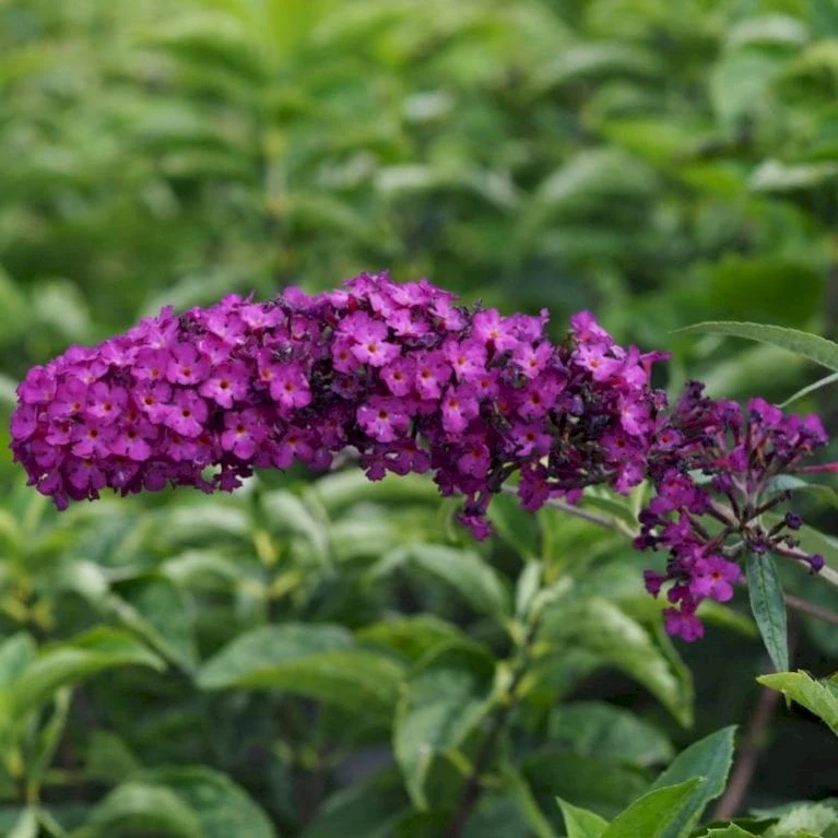 Sommerfuglebusk 'Royal Red' Buddleja Davidii 'Royal Red' Potte 2 Liter. 3 Sommerfuglebusk 'Royal Red' Buddleja Davidii 'Royal Red' Potte 2 Liter. - Billede 3