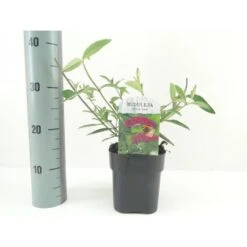 Sommerfuglebusk 'Royal Red' Buddleja Davidii 'Royal Red' Potte 2 Liter.