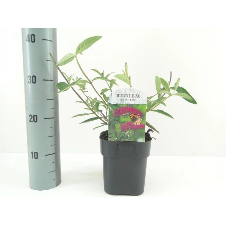 Sommerfuglebusk 'Royal Red' Buddleja Davidii 'Royal Red' Potte 2 Liter. 1 Sommerfuglebusk 'Royal Red' Buddleja Davidii 'Royal Red' Potte 2 Liter.