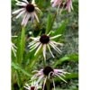 Purpursolhat Echinacea Pallida 1 Liter Potte
