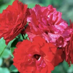 'Allotria'® Rosa X 'Allotria'® (Buketrose) A-Kvalitet,- Barrods Roser Min. 3 Grene -Sirius Butik p259 51414 rosa x allotria e8b9