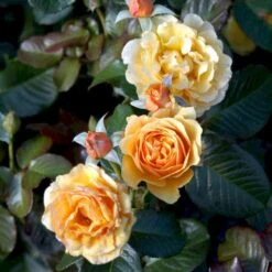 'Amber Queen' Rosa X 'Amber Queen' (Buketrose) A-Kvalitet,- Barrods Roser Min. 3 Grene -Sirius Butik p260 51418 rosa x amber queen buketrose 3b43
