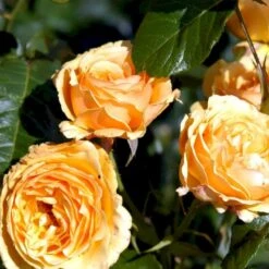 'Amber Queen' Rosa X 'Amber Queen' (Buketrose) A-Kvalitet,- Barrods Roser Min. 3 Grene -Sirius Butik p260 51419 rosa x amber queen buketrose 6a07
