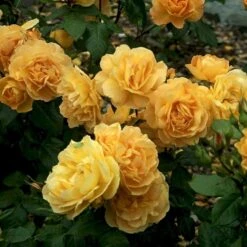 'Amber Queen' Rosa X 'Amber Queen' (Buketrose) A-Kvalitet,- Barrods Roser Min. 3 Grene -Sirius Butik p260 51420 rosa x amber queen buketrose 2b0f