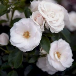 'Aspirin® Rose' Rosa X 'Aspirin® Rose' (Buketrose) A-Kvalitet,- Barrods Roser Min. 3 Grene 8 'Aspirin® Rose' Rosa X 'Aspirin® Rose' (Buketrose) A-Kvalitet,- Barrods Roser Min. 3 Grene -Sirius Butik p261 51425 rosa x aspirin rose buketrose 83e6