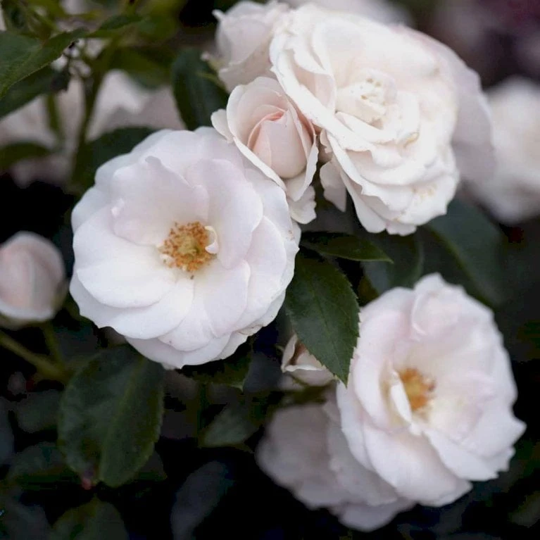 'Aspirin® Rose' Rosa X 'Aspirin® Rose' (Buketrose) A-Kvalitet,- Barrods Roser Min. 3 Grene 3 'Aspirin® Rose' Rosa X 'Aspirin® Rose' (Buketrose) A-Kvalitet,- Barrods Roser Min. 3 Grene - Billede 3