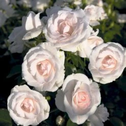'Aspirin® Rose' Rosa X 'Aspirin® Rose' (Buketrose) A-Kvalitet,- Barrods Roser Min. 3 Grene 9 'Aspirin® Rose' Rosa X 'Aspirin® Rose' (Buketrose) A-Kvalitet,- Barrods Roser Min. 3 Grene -Sirius Butik p261 53960 rosa x aspirin rose buketrose 5fc9