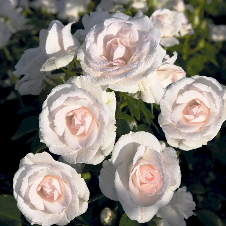 'Aspirin® Rose' Rosa X 'Aspirin® Rose' (Buketrose) A-Kvalitet,- Barrods Roser Min. 3 Grene 4 'Aspirin® Rose' Rosa X 'Aspirin® Rose' (Buketrose) A-Kvalitet,- Barrods Roser Min. 3 Grene - Billede 4