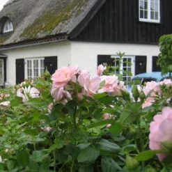'Astrid Lindgren'™ Rosa X 'Astrid Lindgren'™ (Buketrose) A-Kvalitet,- Barrods Roser Min. 3 Grene