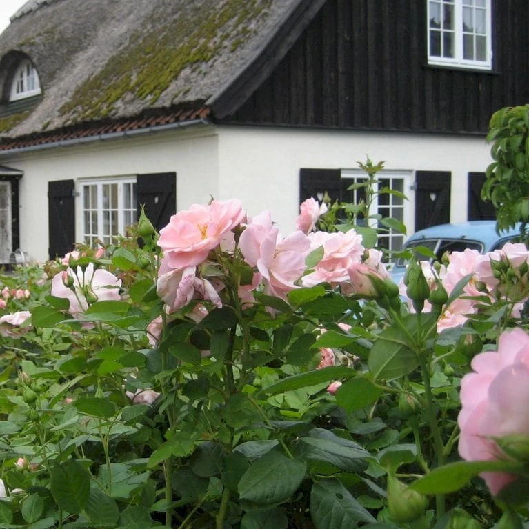 'Astrid Lindgren'™ Rosa X 'Astrid Lindgren'™ (Buketrose) A-Kvalitet,- Barrods Roser Min. 3 Grene 1 'Astrid Lindgren'™ Rosa X 'Astrid Lindgren'™ (Buketrose) A-Kvalitet,- Barrods Roser Min. 3 Grene