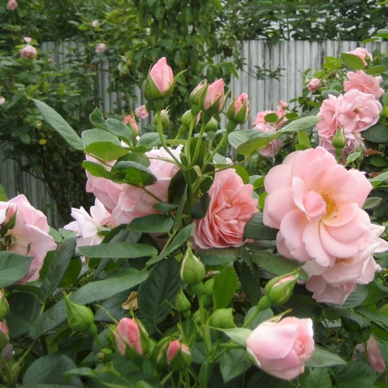 'Astrid Lindgren'™ Rosa X 'Astrid Lindgren'™ (Buketrose) A-Kvalitet,- Barrods Roser Min. 3 Grene 3 'Astrid Lindgren'™ Rosa X 'Astrid Lindgren'™ (Buketrose) A-Kvalitet,- Barrods Roser Min. 3 Grene - Billede 3