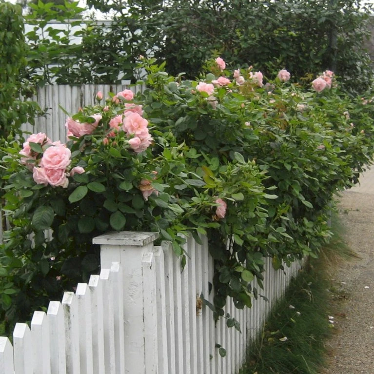 'Astrid Lindgren'™ Rosa X 'Astrid Lindgren'™ (Buketrose) A-Kvalitet,- Barrods Roser Min. 3 Grene 4 'Astrid Lindgren'™ Rosa X 'Astrid Lindgren'™ (Buketrose) A-Kvalitet,- Barrods Roser Min. 3 Grene - Billede 4