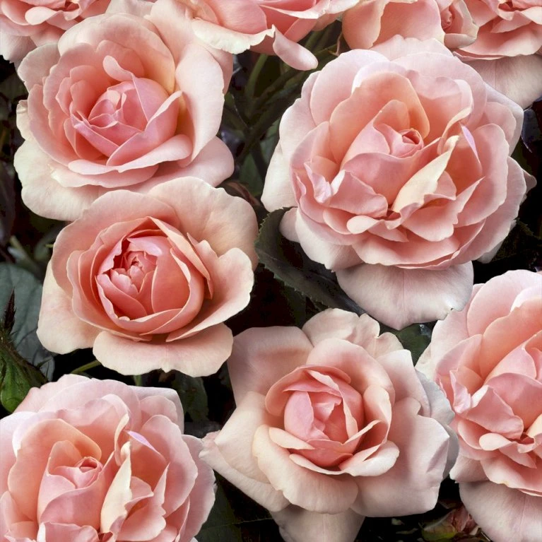 'Astrid Lindgren'™ Rosa X 'Astrid Lindgren'™ (Buketrose) A-Kvalitet,- Barrods Roser Min. 3 Grene 5 'Astrid Lindgren'™ Rosa X 'Astrid Lindgren'™ (Buketrose) A-Kvalitet,- Barrods Roser Min. 3 Grene - Billede 5