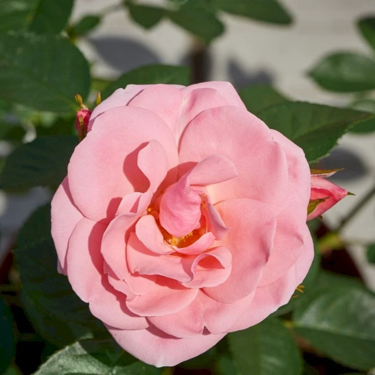 'Astrid Lindgren'™ Rosa X 'Astrid Lindgren'™ (Buketrose) A-Kvalitet,- Barrods Roser Min. 3 Grene 6 'Astrid Lindgren'™ Rosa X 'Astrid Lindgren'™ (Buketrose) A-Kvalitet,- Barrods Roser Min. 3 Grene - Billede 6