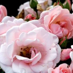 'Astrid Lindgren'™ Rosa X 'Astrid Lindgren'™ (Buketrose) A-Kvalitet,- Barrods Roser Min. 3 Grene 19 'Astrid Lindgren'™ Rosa X 'Astrid Lindgren'™ (Buketrose) A-Kvalitet,- Barrods Roser Min. 3 Grene -Sirius Butik p262 51431 rosa x astrid lindgren buketrose fc7b