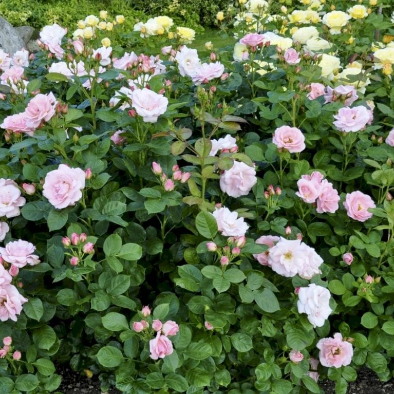 'Astrid Lindgren'™ Rosa X 'Astrid Lindgren'™ (Buketrose) A-Kvalitet,- Barrods Roser Min. 3 Grene 8 'Astrid Lindgren'™ Rosa X 'Astrid Lindgren'™ (Buketrose) A-Kvalitet,- Barrods Roser Min. 3 Grene - Billede 8