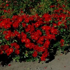 'Austriana'® Rosa X 'Austriana'® (Bunddækkerose) A-Kvalitet,- Barrods Roser Min. 3 Grene -Sirius Butik p264 53962 rosa x austriana bunddaekkerose 55bd