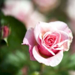 'Bangsbo'™ Rosa X 'Bangsbo'™ (Buketrose) A-Kvalitet,- Barrods Roser Min. 3 Grene