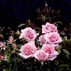 'Bangsbo'™ Rosa X 'Bangsbo'™ (Buketrose) A-Kvalitet,- Barrods Roser Min. 3 Grene -Sirius Butik p265 51755 rosa x bangsbo buketrose d9bc