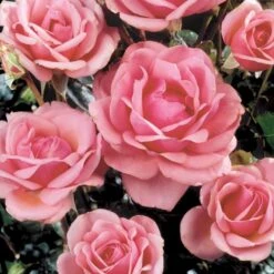 'Bangsbo'™ Rosa X 'Bangsbo'™ (Buketrose) A-Kvalitet,- Barrods Roser Min. 3 Grene -Sirius Butik p265 51756 rosa x bangsbo buketrose 0b1a