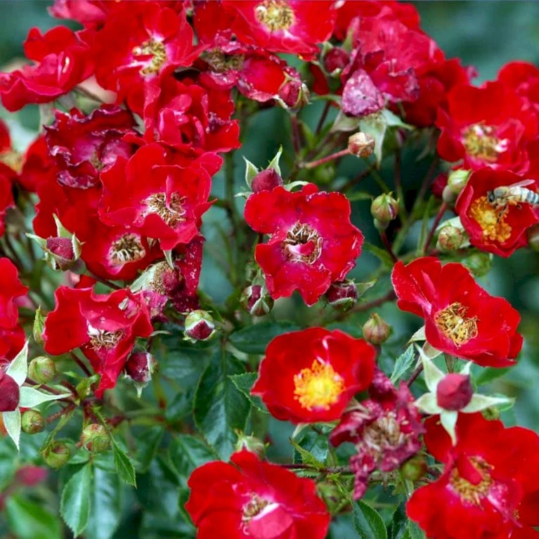 'Bassino'® Rosa X 'Bassino'® (Bunddækkerose) A-Kvalitet,- Barrods Roser Min. 3 Grene 1 'Bassino'® Rosa X 'Bassino'® (Bunddækkerose) A-Kvalitet,- Barrods Roser Min. 3 Grene