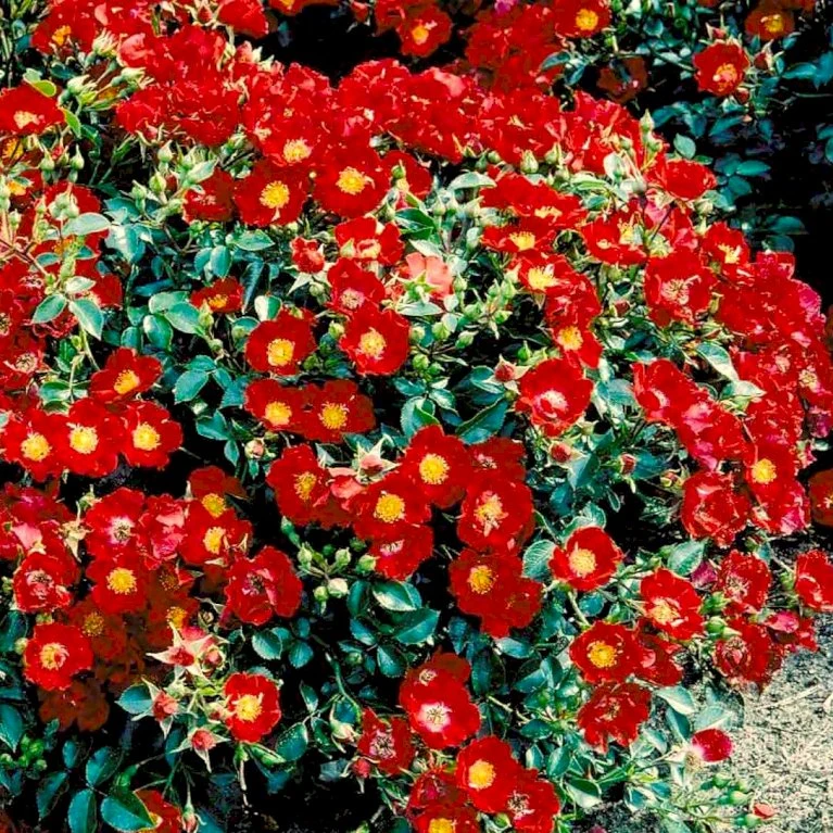 'Bassino'® Rosa X 'Bassino'® (Bunddækkerose) A-Kvalitet,- Barrods Roser Min. 3 Grene 3 'Bassino'® Rosa X 'Bassino'® (Bunddækkerose) A-Kvalitet,- Barrods Roser Min. 3 Grene - Billede 3