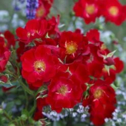 'Bassino'® Rosa X 'Bassino'® (Bunddækkerose) A-Kvalitet,- Barrods Roser Min. 3 Grene 10 'Bassino'® Rosa X 'Bassino'® (Bunddækkerose) A-Kvalitet,- Barrods Roser Min. 3 Grene -Sirius Butik p266 53546 rosa x bassino bunddaekkerose e07f