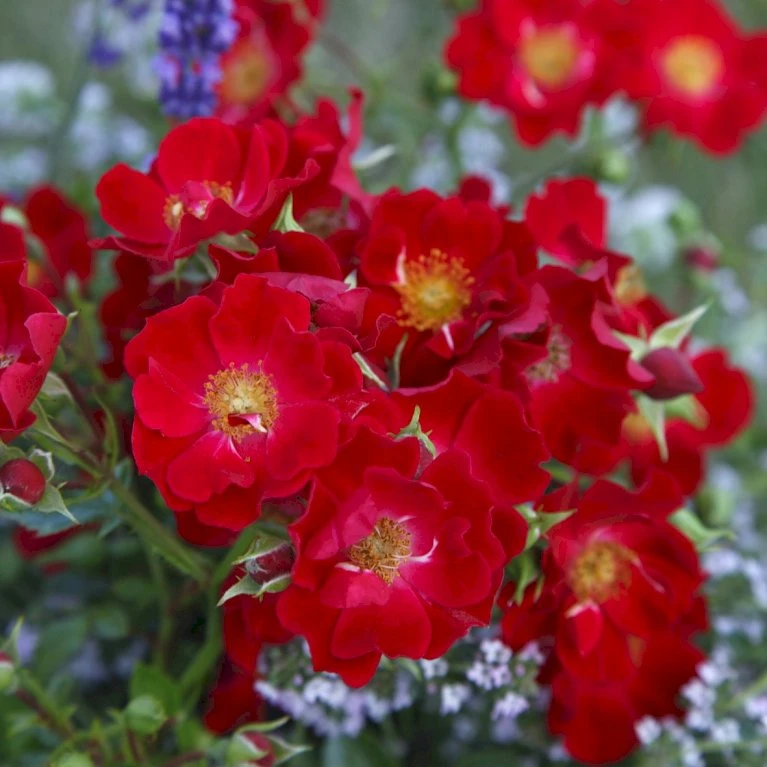 'Bassino'® Rosa X 'Bassino'® (Bunddækkerose) A-Kvalitet,- Barrods Roser Min. 3 Grene 4 'Bassino'® Rosa X 'Bassino'® (Bunddækkerose) A-Kvalitet,- Barrods Roser Min. 3 Grene - Billede 4