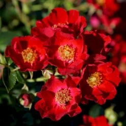 'Bassino'® Rosa X 'Bassino'® (Bunddækkerose) A-Kvalitet,- Barrods Roser Min. 3 Grene 11 'Bassino'® Rosa X 'Bassino'® (Bunddækkerose) A-Kvalitet,- Barrods Roser Min. 3 Grene -Sirius Butik p266 53547 rosa x bassino bunddaekkerose 71c6