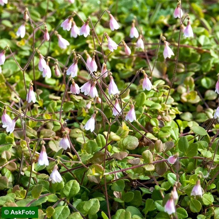 Linnæa Linnaea Borealis Var. Americana Potte 2 Liter. 1 Linnæa Linnaea Borealis Var. Americana Potte 2 Liter.