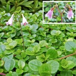 Linnæa Linnaea Borealis Var. Americana Potte 2 Liter. 5 Linnæa Linnaea Borealis Var. Americana Potte 2 Liter. -Sirius Butik p26773 50818 linnaea borealis var americana 0655