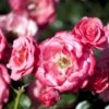 'Bella Rosa'® Rosa X 'Bella Rosa'® (Buketrose) A-Kvalitet,- Barrods Roser Min. 3 Grene