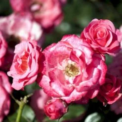 'Bella Rosa'® Rosa X 'Bella Rosa'® (Buketrose) A-Kvalitet,- Barrods Roser Min. 3 Grene