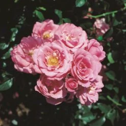 'Bella Rosa'® Rosa X 'Bella Rosa'® (Buketrose) A-Kvalitet,- Barrods Roser Min. 3 Grene -Sirius Butik p267 53548 rosa x bella rosa buketrose 8629