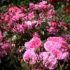 'Berleburg'™ Rosa X 'Berleburg'™ (Buketrose) A-Kvalitet,- Barrods Roser Min. 3 Grene