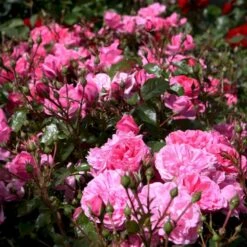 'Berleburg'™ Rosa X 'Berleburg'™ (Buketrose) A-Kvalitet,- Barrods Roser Min. 3 Grene