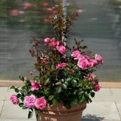 'Berleburg'™ Rosa X 'Berleburg'™ (Buketrose) A-Kvalitet,- Barrods Roser Min. 3 Grene -Sirius Butik p268 51758 rosa x berleburg buketrose 55ce