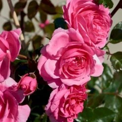 'Berleburg'™ Rosa X 'Berleburg'™ (Buketrose) A-Kvalitet,- Barrods Roser Min. 3 Grene -Sirius Butik p268 51759 rosa x berleburg buketrose 1fb2