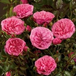 'Berleburg'™ Rosa X 'Berleburg'™ (Buketrose) A-Kvalitet,- Barrods Roser Min. 3 Grene -Sirius Butik p268 51760 rosa x berleburg buketrose 11c6