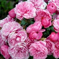 'Berleburg'™ Rosa X 'Berleburg'™ (Buketrose) A-Kvalitet,- Barrods Roser Min. 3 Grene -Sirius Butik p268 51762 rosa x berleburg buketrose 6c13