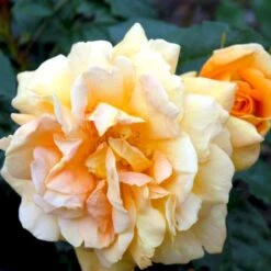 'Bernstein-Rose'® Rosa X 'Bernstein-Rose'® (Buketrose) A-Kvalitet,- Barrods Roser Min. 3 Grene -Sirius Butik p269 51440 rosa x bernstein rose buketrose 71db