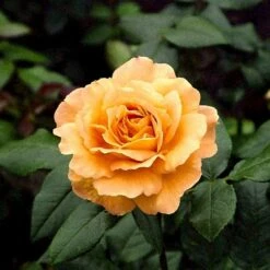 'Bernstein-Rose'® Rosa X 'Bernstein-Rose'® (Buketrose) A-Kvalitet,- Barrods Roser Min. 3 Grene -Sirius Butik p269 51441 rosa x bernstein rose buketrose c17b