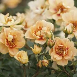 'Bernstein-Rose'® Rosa X 'Bernstein-Rose'® (Buketrose) A-Kvalitet,- Barrods Roser Min. 3 Grene -Sirius Butik p269 53965 rosa x bernstein rose buketrose 7b8b