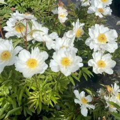 Silkepæon 'White Wings' Paeonia Lactiflora 'White Wings' 3,0 Liter Potte -Sirius Butik p27047 47917 paeonia lactiflora white wings acec