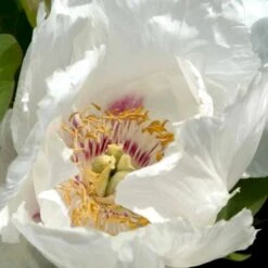 Silkepæon 'White Wings' Paeonia Lactiflora 'White Wings' 3,0 Liter Potte -Sirius Butik p27047 47919 paeonia lactiflora white wings 1393
