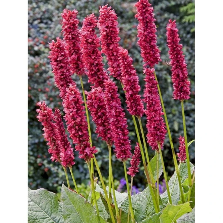 Kertepileurt 'Fat Domino' Persicaria Amplexicaulis 'Fat Domino' Potte 2 Liter. 1 Kertepileurt 'Fat Domino' Persicaria Amplexicaulis 'Fat Domino' Potte 2 Liter.