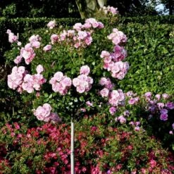 'Bonica 82' Rosa X 'Bonica 82' A-Kvalitet,- Barrods Roser Min. 3 Grene -Sirius Butik p271 51446 rosa x bonica 82 5570